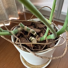 モンステラ 鉢植え付き 観葉植物の画像