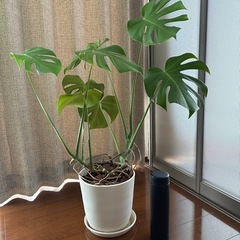 モンステラ 鉢植え付き 観葉植物の画像