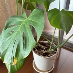モンステラ 鉢植え付き 観葉植物の画像