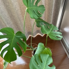 モンステラ 鉢植え付き 観葉植物の画像