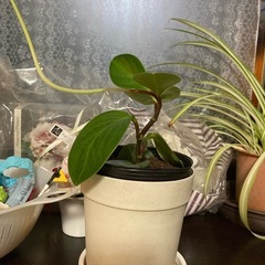 植木各種　1鉢あたりの金額ですの画像