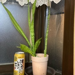 植木各種　1鉢あたりの金額ですの画像