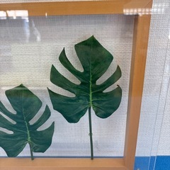 リーフパネル  モンステラの画像