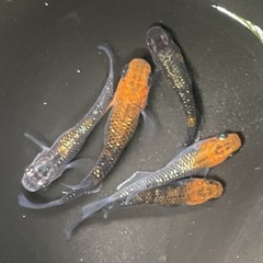 藤煌　めだか5匹セット　の画像