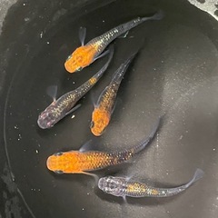 藤煌　めだか5匹セット　の画像