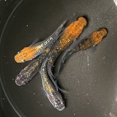 藤煌　めだか5匹セット　の画像