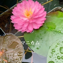 睡蓮（マニカム）1ポットの画像