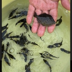 現地クレジット決済可能（エアペイ）　カワハギ　若魚　7〜10cmくらい　カワハギ　稚魚　約7〜8cm 観賞魚　飼育　海水魚　カワハギベビー　ベビー　海水　の画像