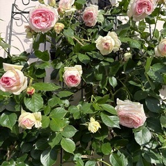 ピエールドゥロンサールの画像