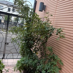 ピエールドゥロンサールの画像