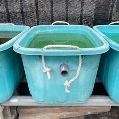メダカ容器　36lの画像