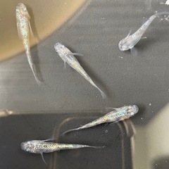 白斑サファイア　メダカの画像