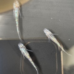 白斑サファイア　メダカの画像