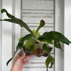 子株付き！ビカクシダ コウモリラン ニッキー 子株 観葉植物の画像