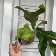 子株付き！ビカクシダ コウモリラン ニッキー 子株 観葉植物の画像