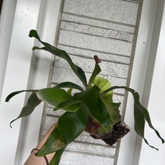 子株付き！ビカクシダ コウモリラン ニッキー 子株 観葉植物の画像