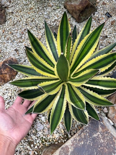 アガベ ロファンサ 五色万代  大株 （検 ユッカ 多肉植物 斑入り 錦