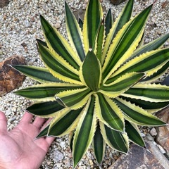 アガベ ロファンサ 五色万代  大株 （検 ユッカ 多肉植物 斑入り 錦の画像