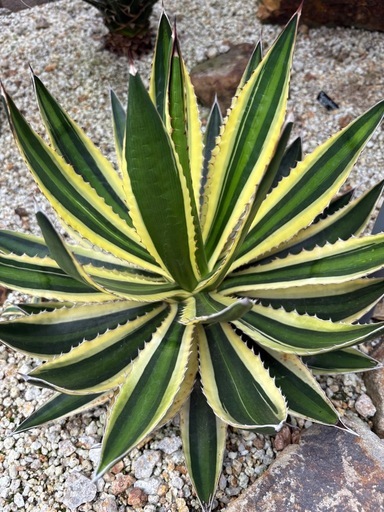 アガベ ロファンサ 五色万代  大株 （検 ユッカ 多肉植物 斑入り 錦