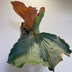 コウモリラン ビカクシダ エレファントティス 子株 観葉植物の画像