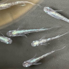白斑体外光ヒレ長　メダカの画像