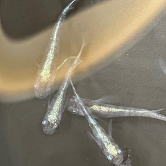 白斑体外光ヒレ長　メダカの画像