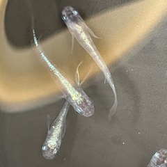 白斑体外光ヒレ長　メダカの画像