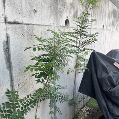 シマトネリコ　　シンボルツリーの画像