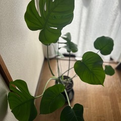 高さ1m　モンステラ　鉢付き　の画像