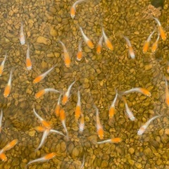 メダカの画像