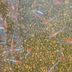 メダカの画像