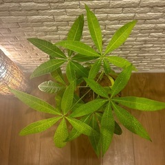 ❇️傘をさしたような形の愛らしい✨観葉植物【パキラ】✨の画像