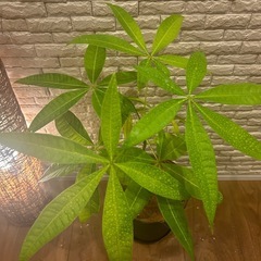 ❇️傘をさしたような形の愛らしい✨観葉植物【パキラ】✨の画像