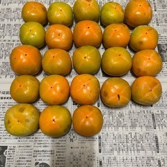 渋柿の画像
