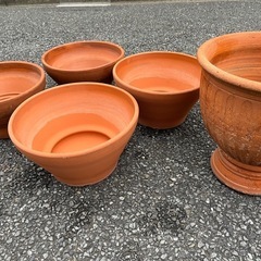 鉢植え差し上げます！
の画像