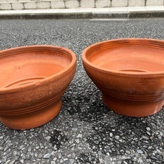 鉢植え差し上げます！
の画像