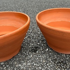 鉢植え差し上げます！
の画像