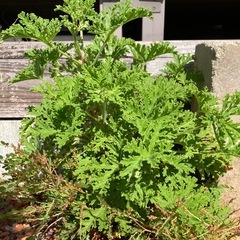 特大ハーブゼラニウム　蚊除け草　蚊酔草　　の画像