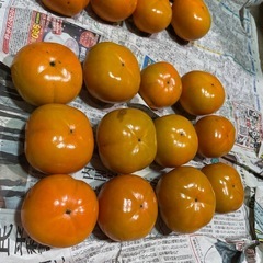 甘くて美味しい次郎柿 無農薬 24個の画像