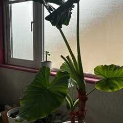 【観葉植物】クワズイモ　2株の画像