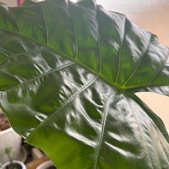 【観葉植物】クワズイモ　2株の画像