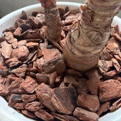 【観葉植物】クワズイモ　2株の画像