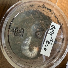ホペイオオクワガタ（幼虫）の画像