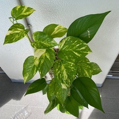 ポトス
の画像
