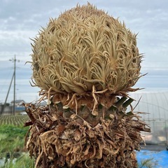 ソテツ❗️メス株❗️
の画像