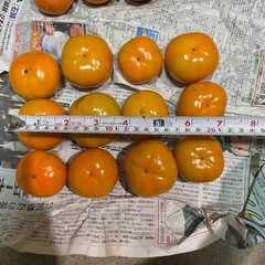 甘くて美味しい次郎柿 無農薬 24個の画像