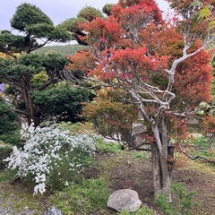 【無料】庭木、庭石など全て無料の画像