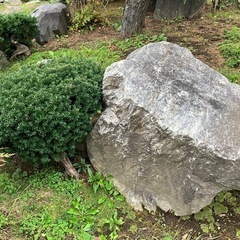 【無料】庭木、庭石など全て無料の画像