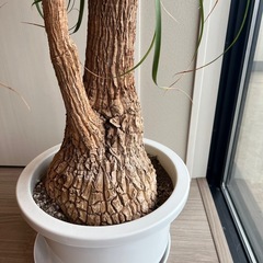 観葉植物　ポニーテールの画像