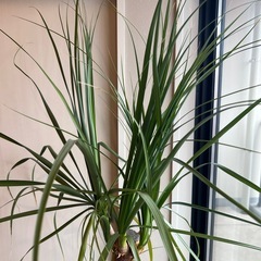 観葉植物　ポニーテールの画像